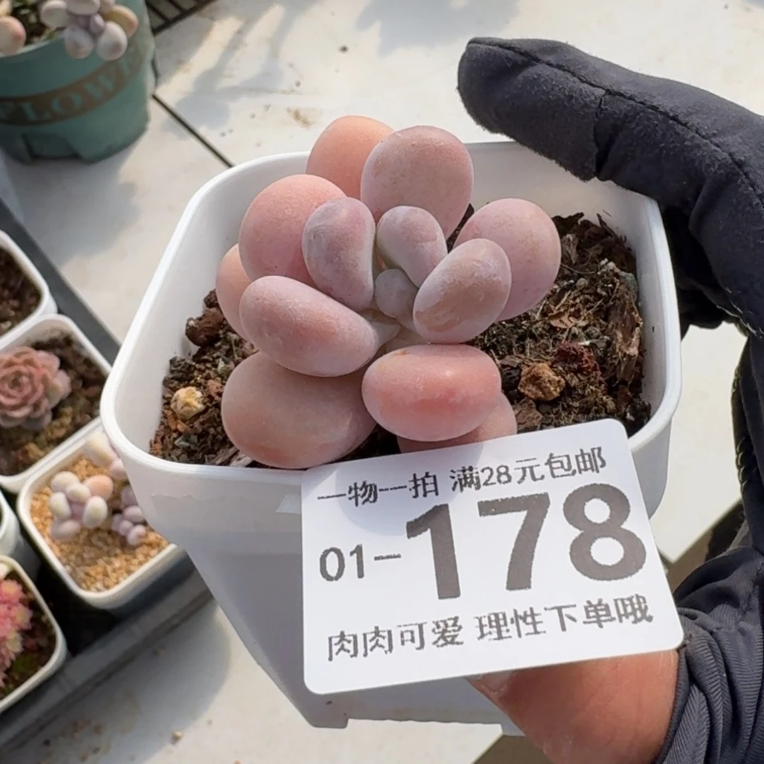 橙奶无盆土发货无