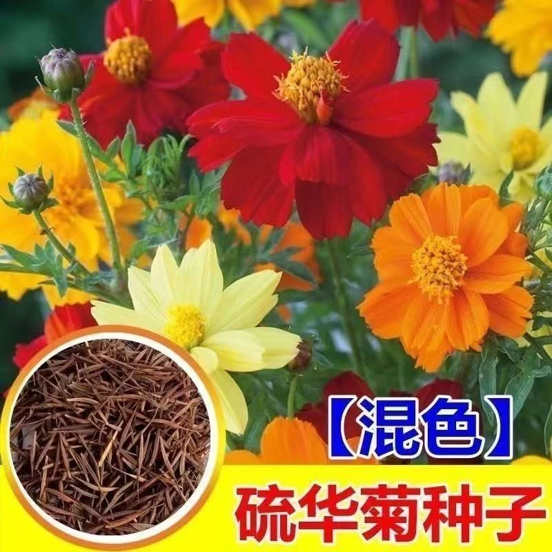 新硫华菊花卉种子简单易种活黄秋英花籽春秋播种花海庭院绿化盆栽