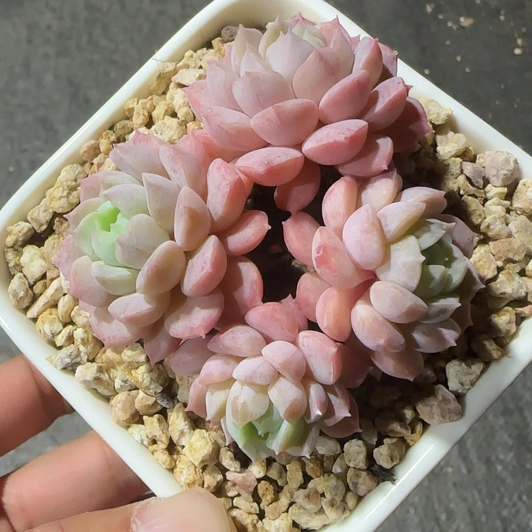 无名不带盆土发货