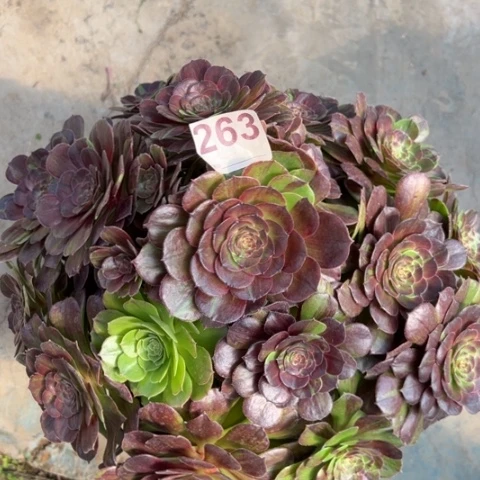 263花月夜30厘米左右