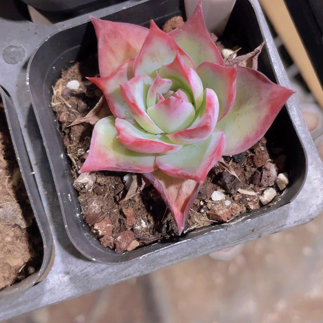 茗*惊鸿仙子a071一物一拍