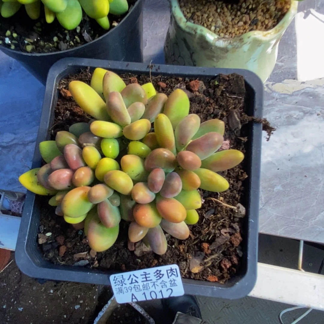 骑****姨012芒果奶多肉10c m