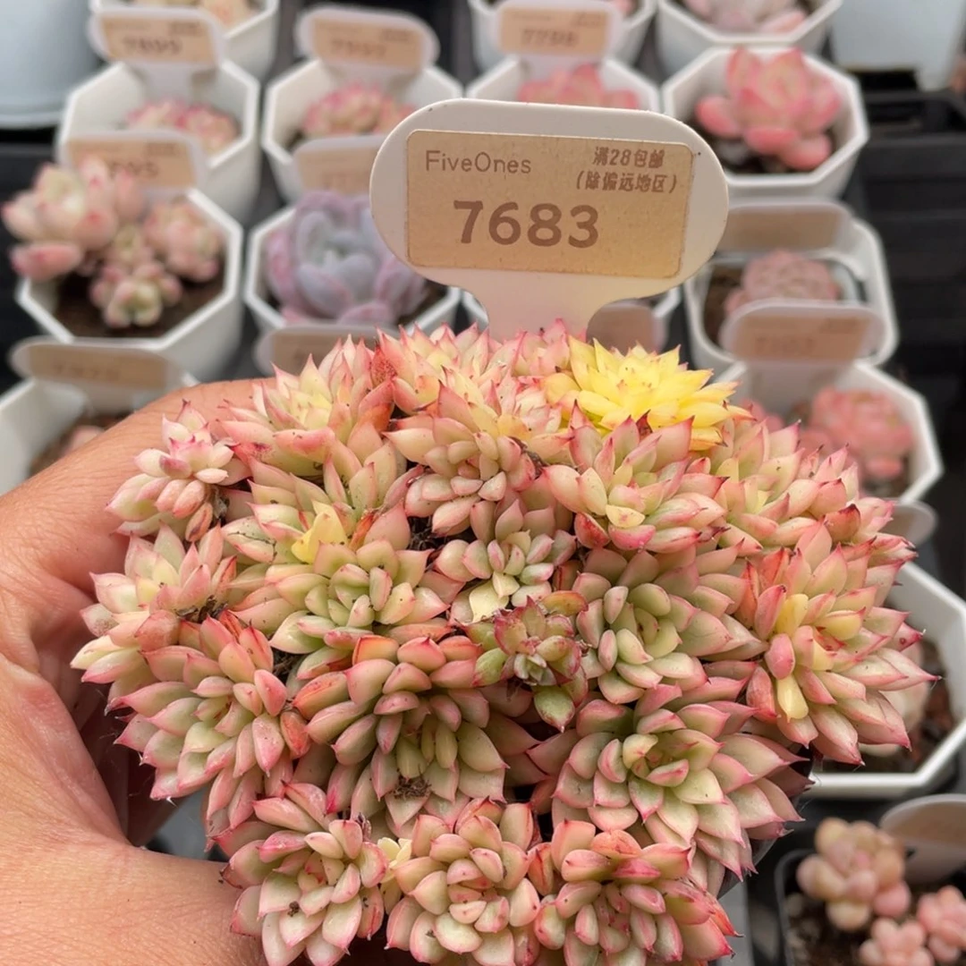 女雏锦7683-11.5厘米