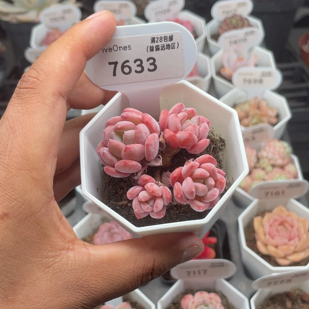 7633水晶玫瑰5.0厘米