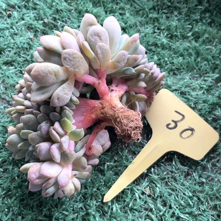 星影小树30号码牌子的话