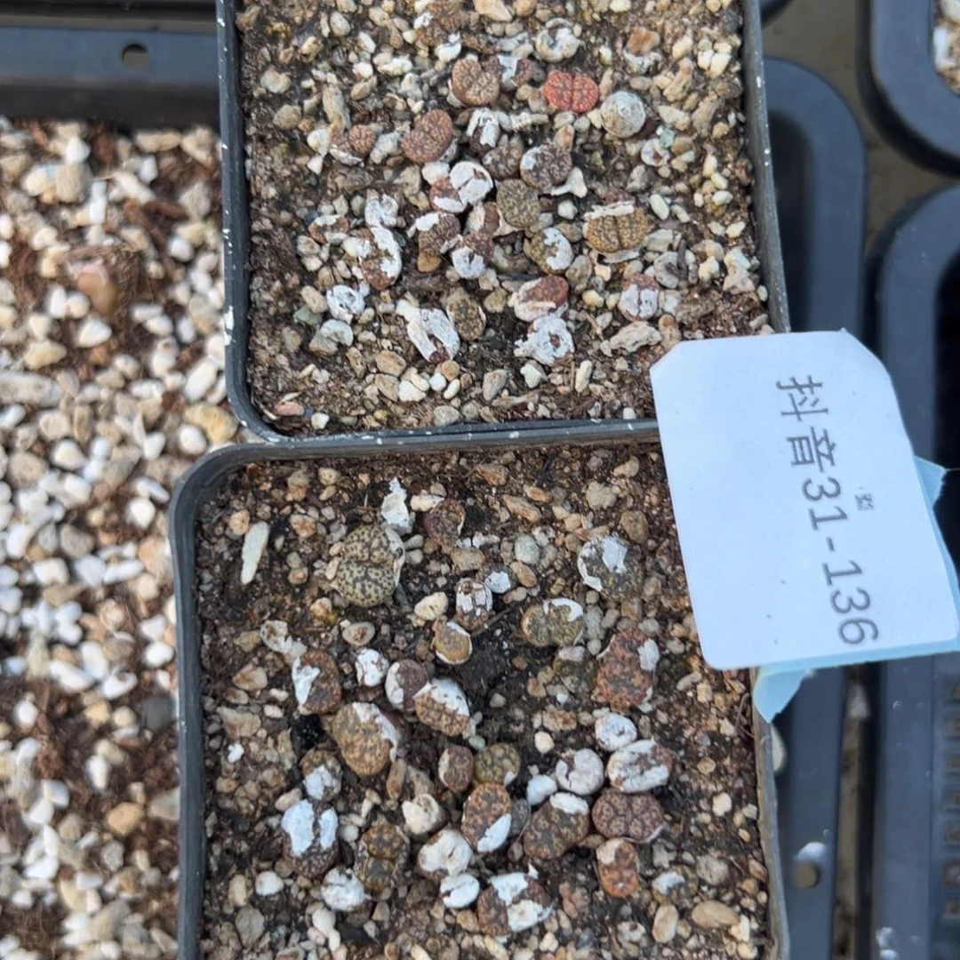 31-136量拍火龙果勋章一盆