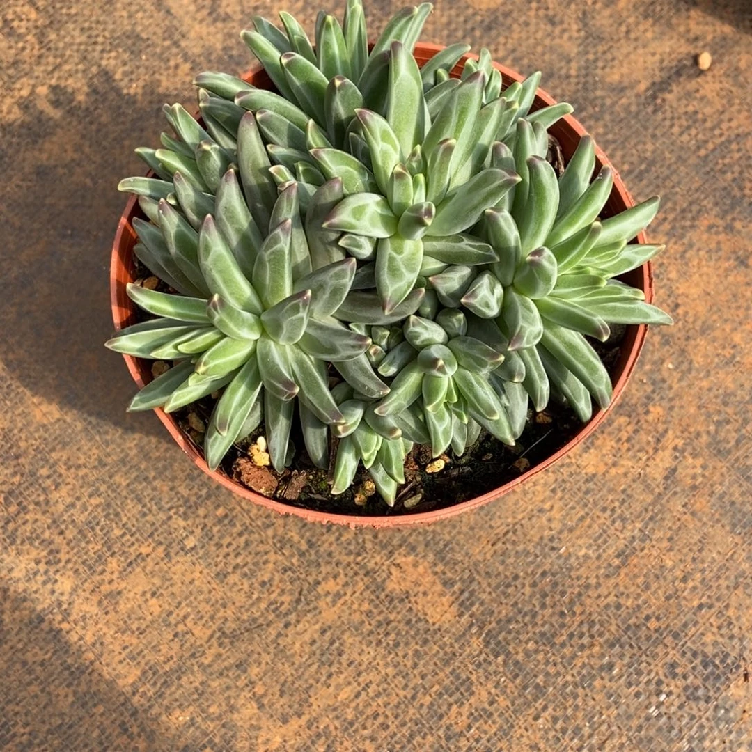 竹***梵高美人群一物一拍