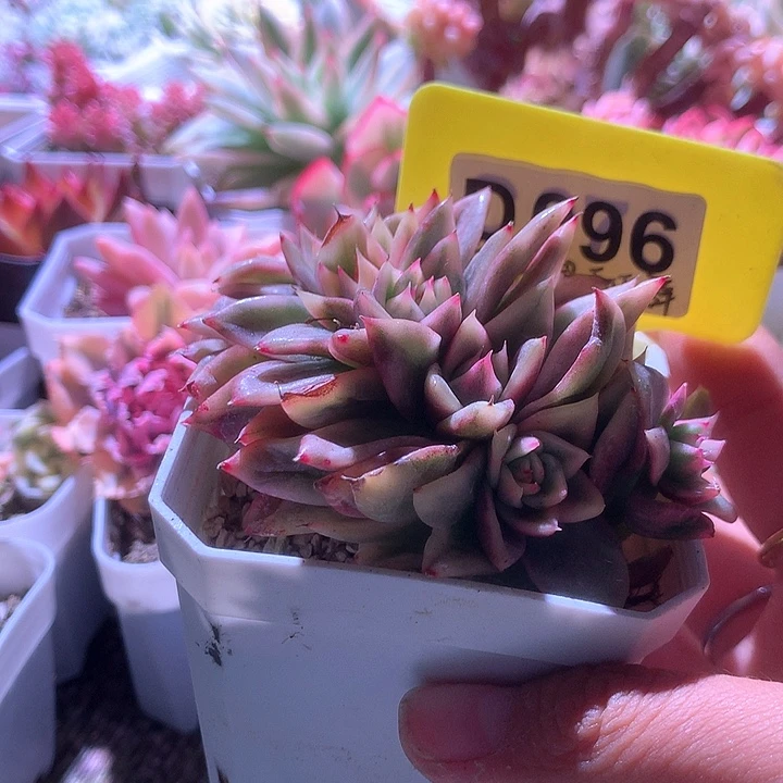 祝福玛利亚群生有根