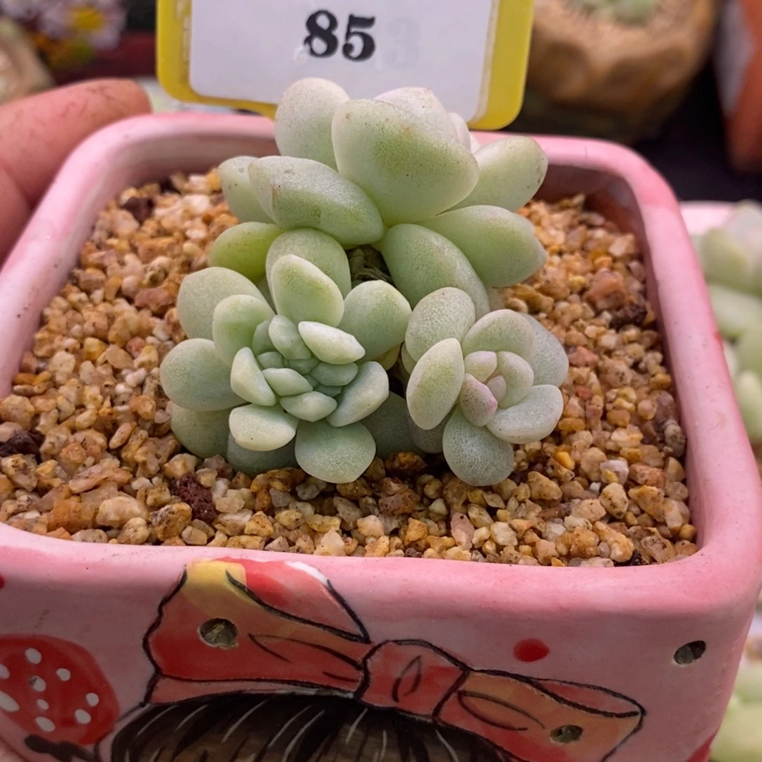 $***$985冰玉缀多肉…………