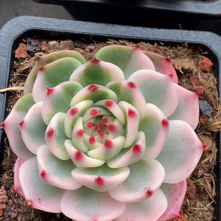 吉娃娃圆叶锦多肉植物多肉