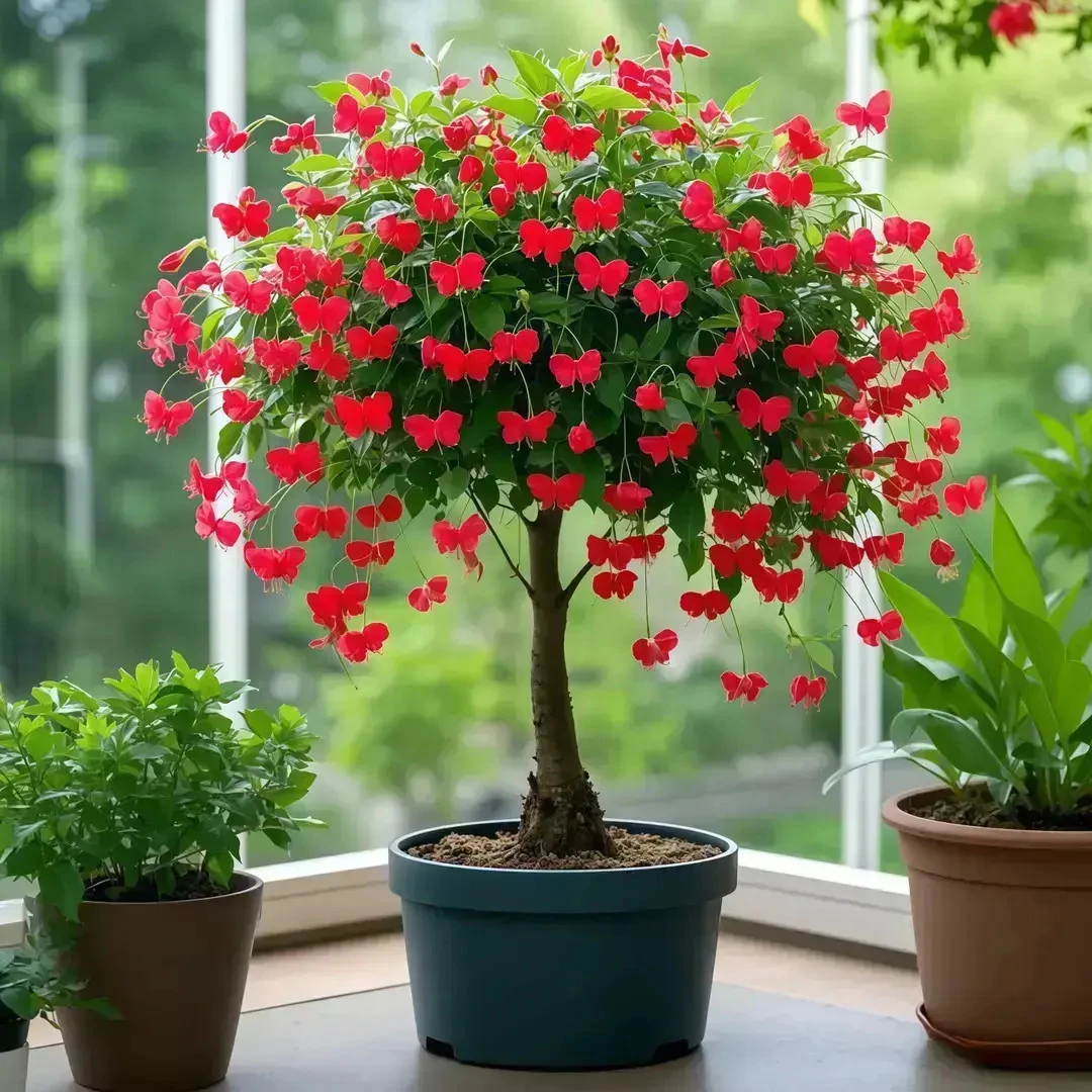 四季开花金丝吊蝴蝶树苗盆栽室内花卉绿植新手好种好养活
