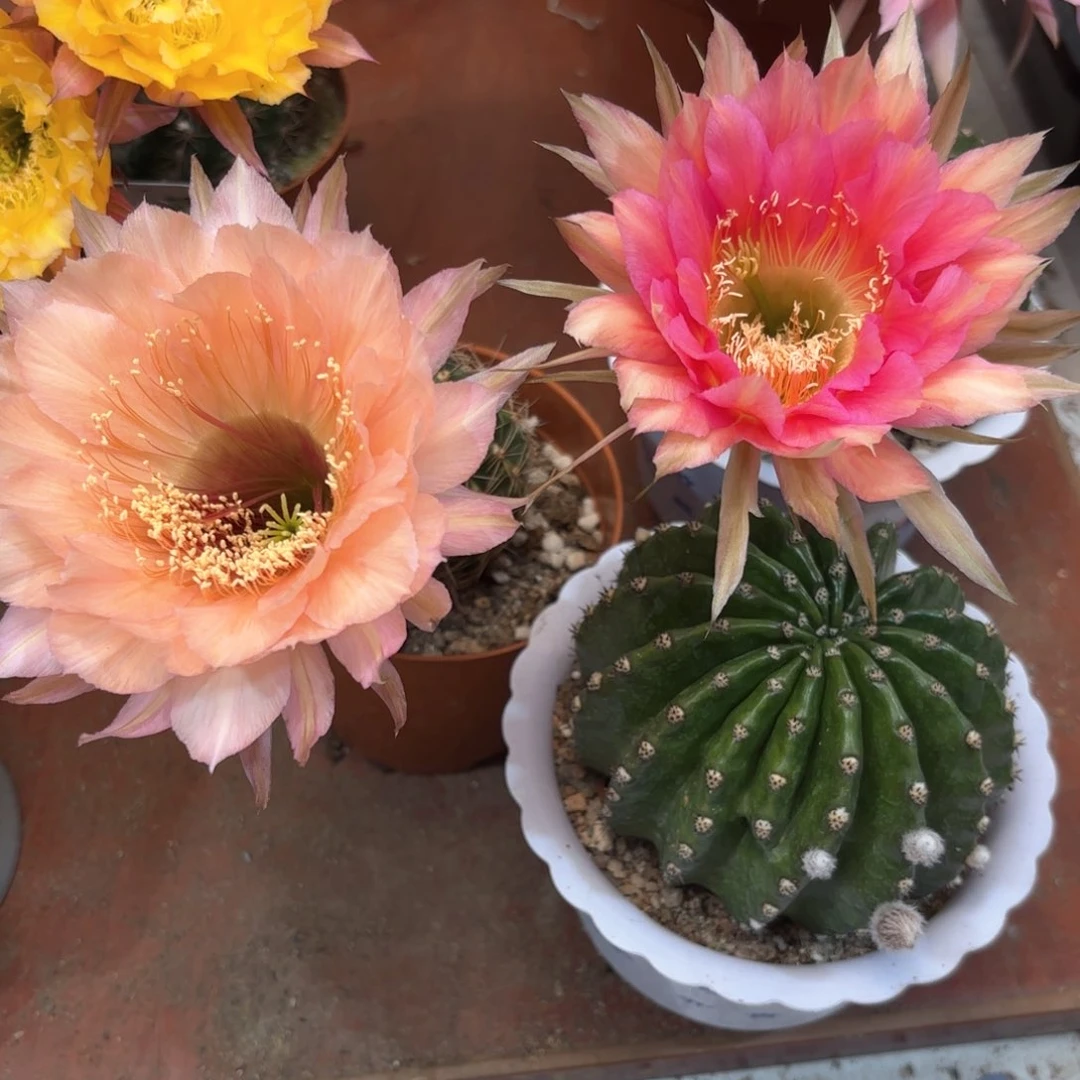 御****鸡彩草茶香槟金刚桃花洛