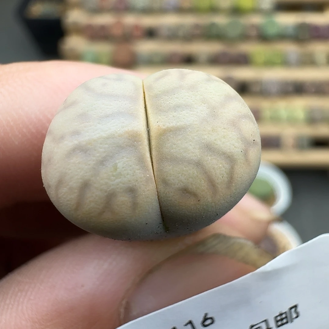 116多肉很少见哈哈哈哈哈