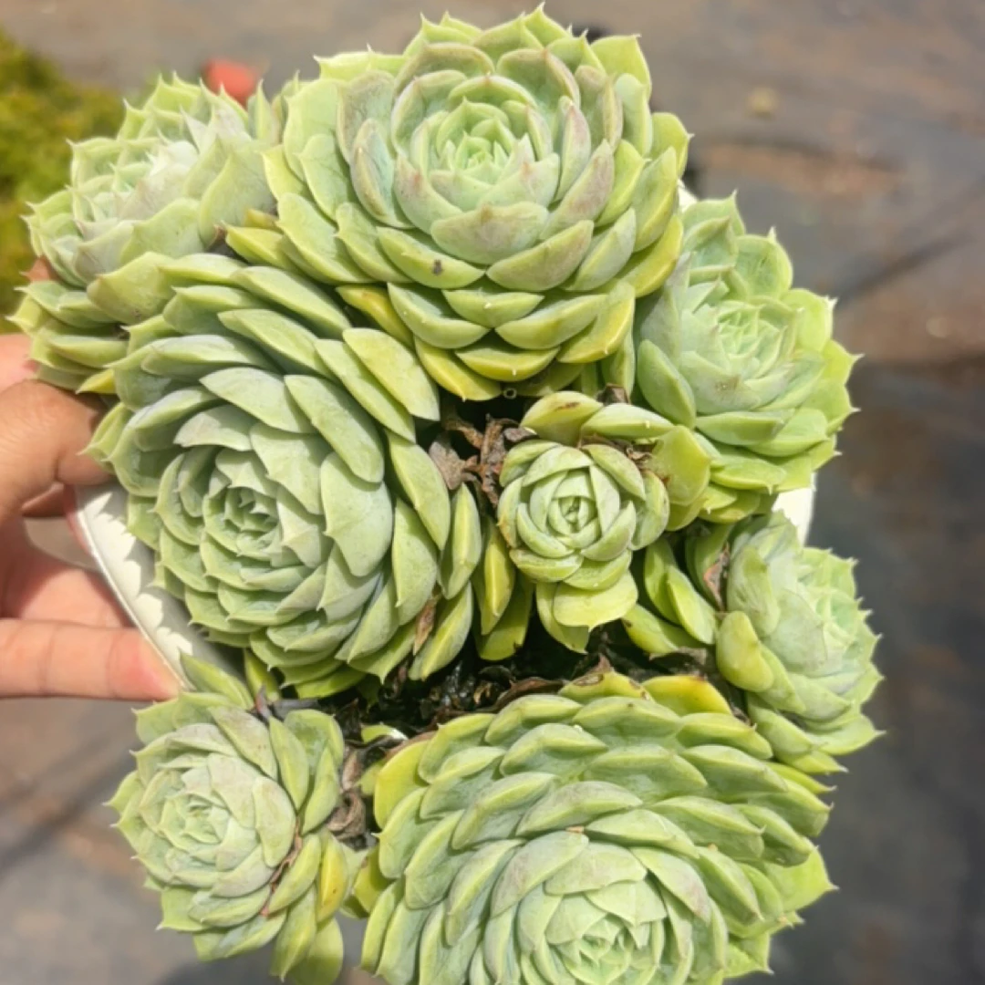 昂斯诺 多肉植物新手好养（全店满9.99包邮）