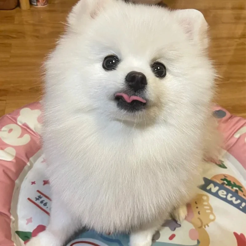 英版小体标体博美美版幼犬活体家庭陪伴萌犬小狗