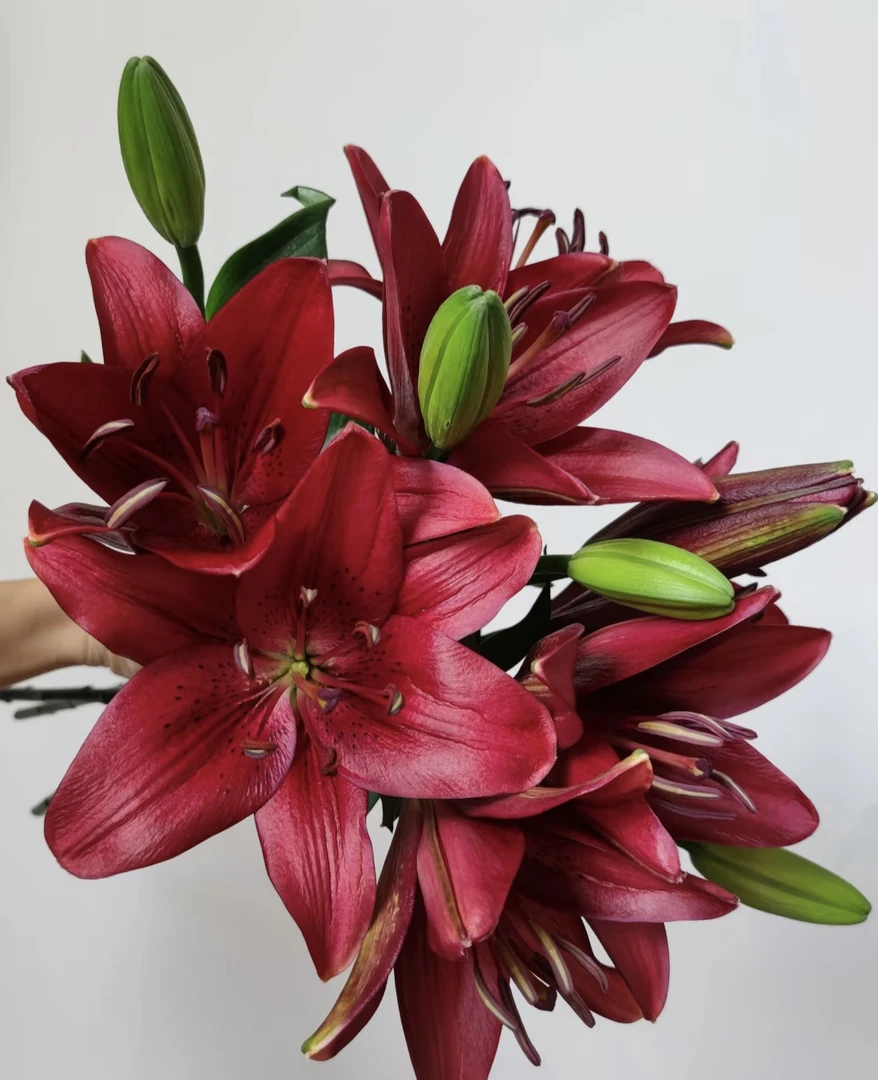 【妙花坊】暗红复古色深暗红色亚百合鲜花（0度以下必拍保温棉）