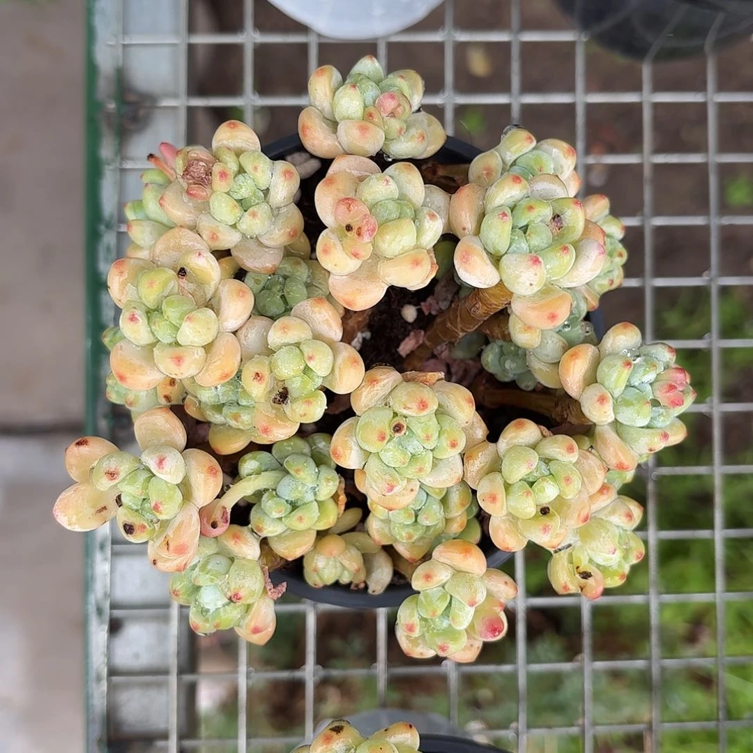 香水洛神老桩冠幅13㎝左右