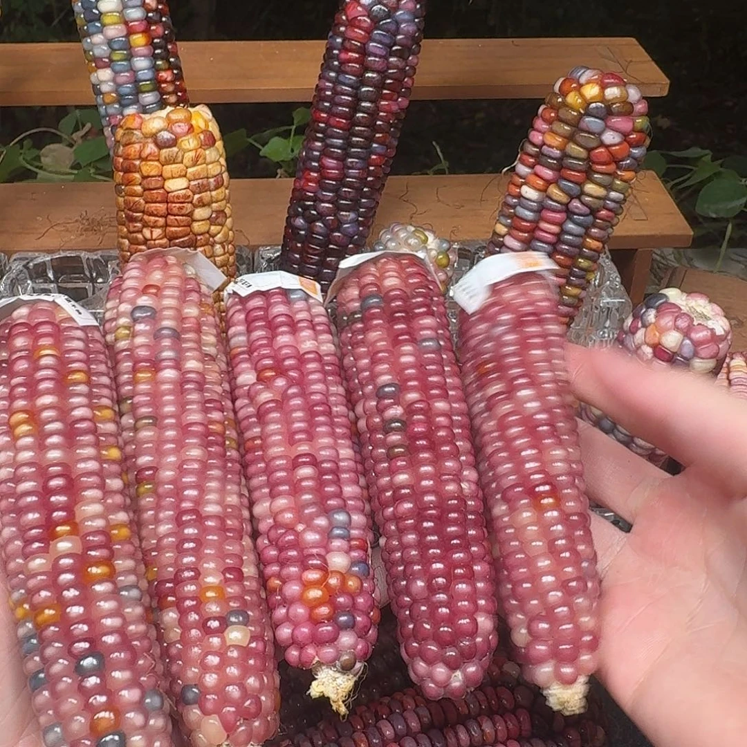 小***鸽大叶紫檀（黑酸枝木类）