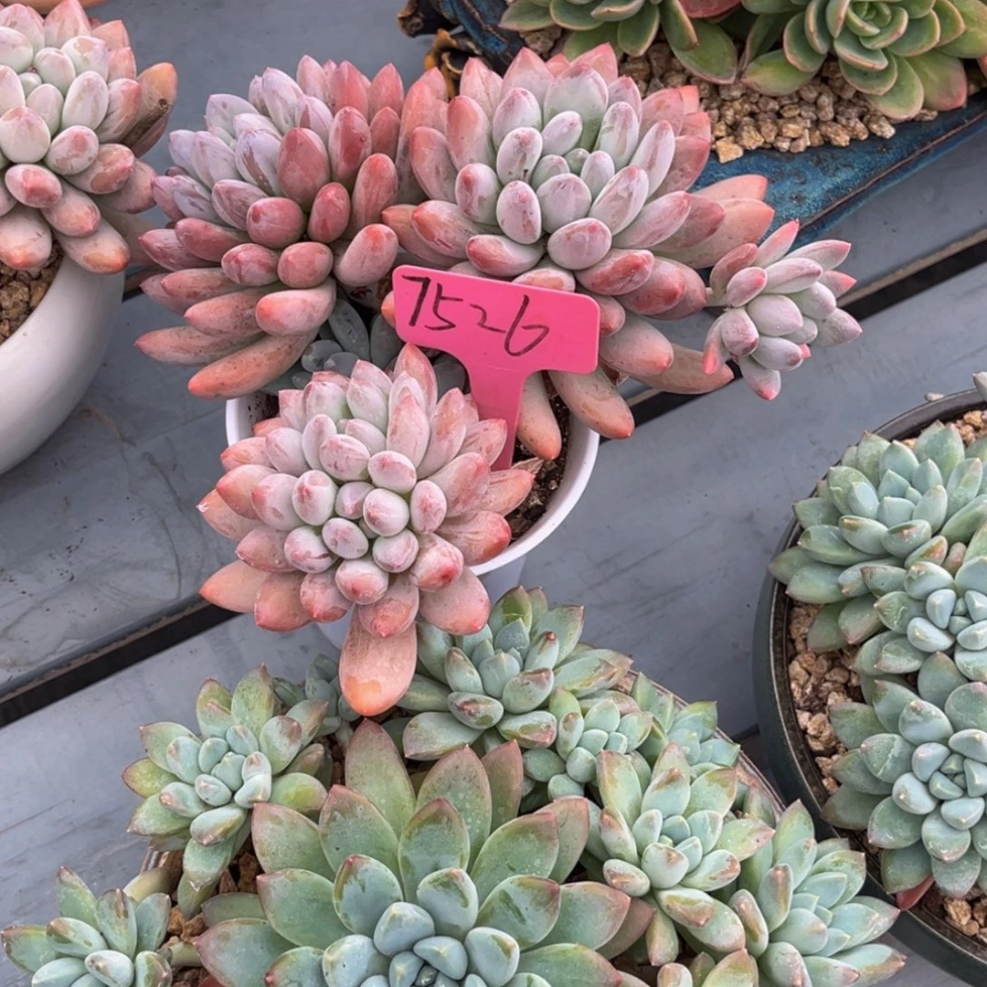 恩***宝7526号下午景天系列群生多肉