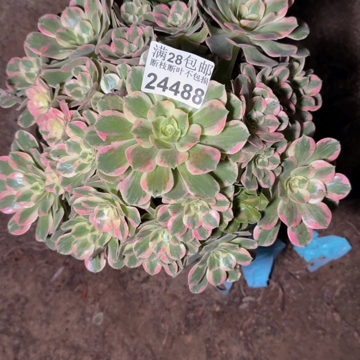 24488女妖多肉植物