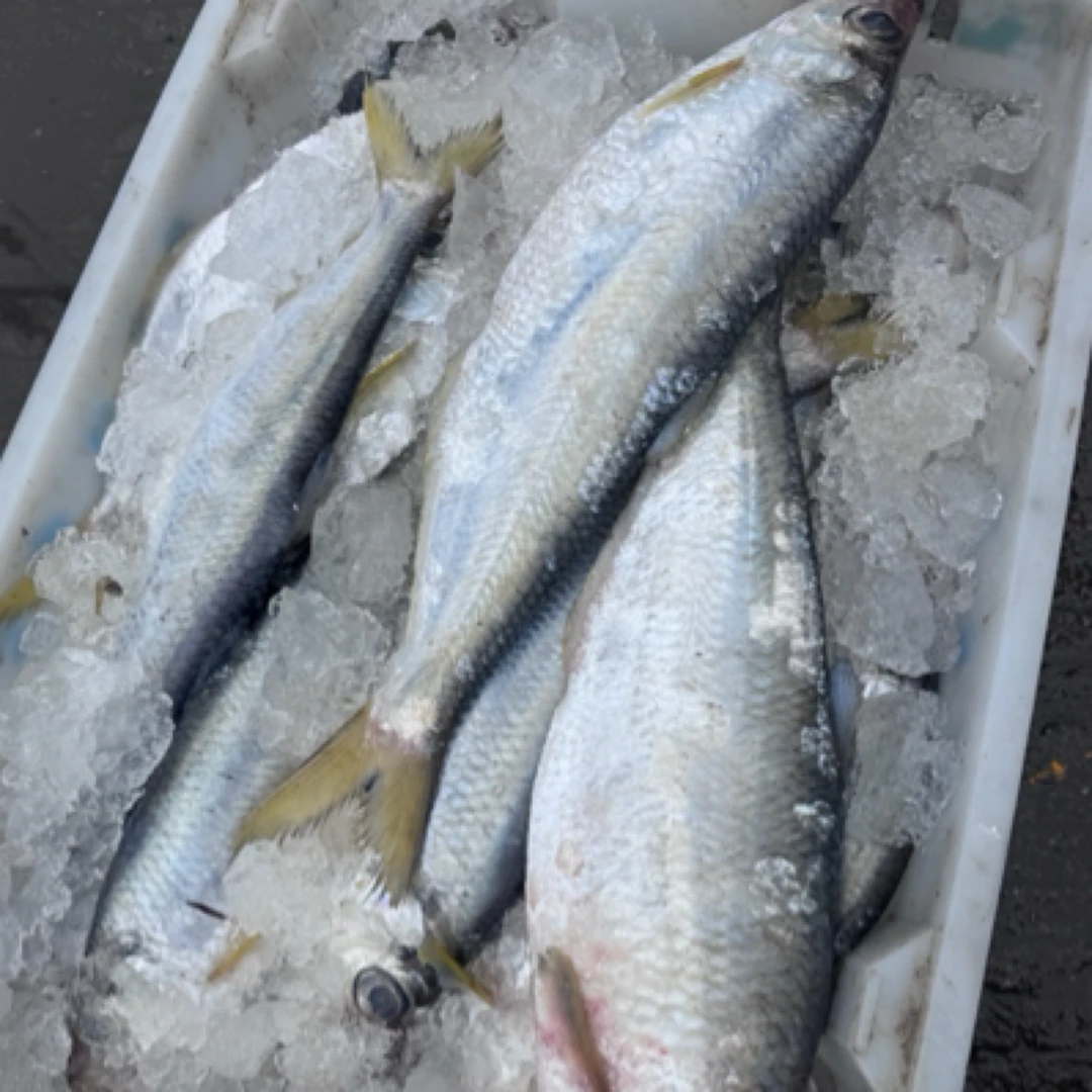 码头船货-白力鱼拼盘预收款