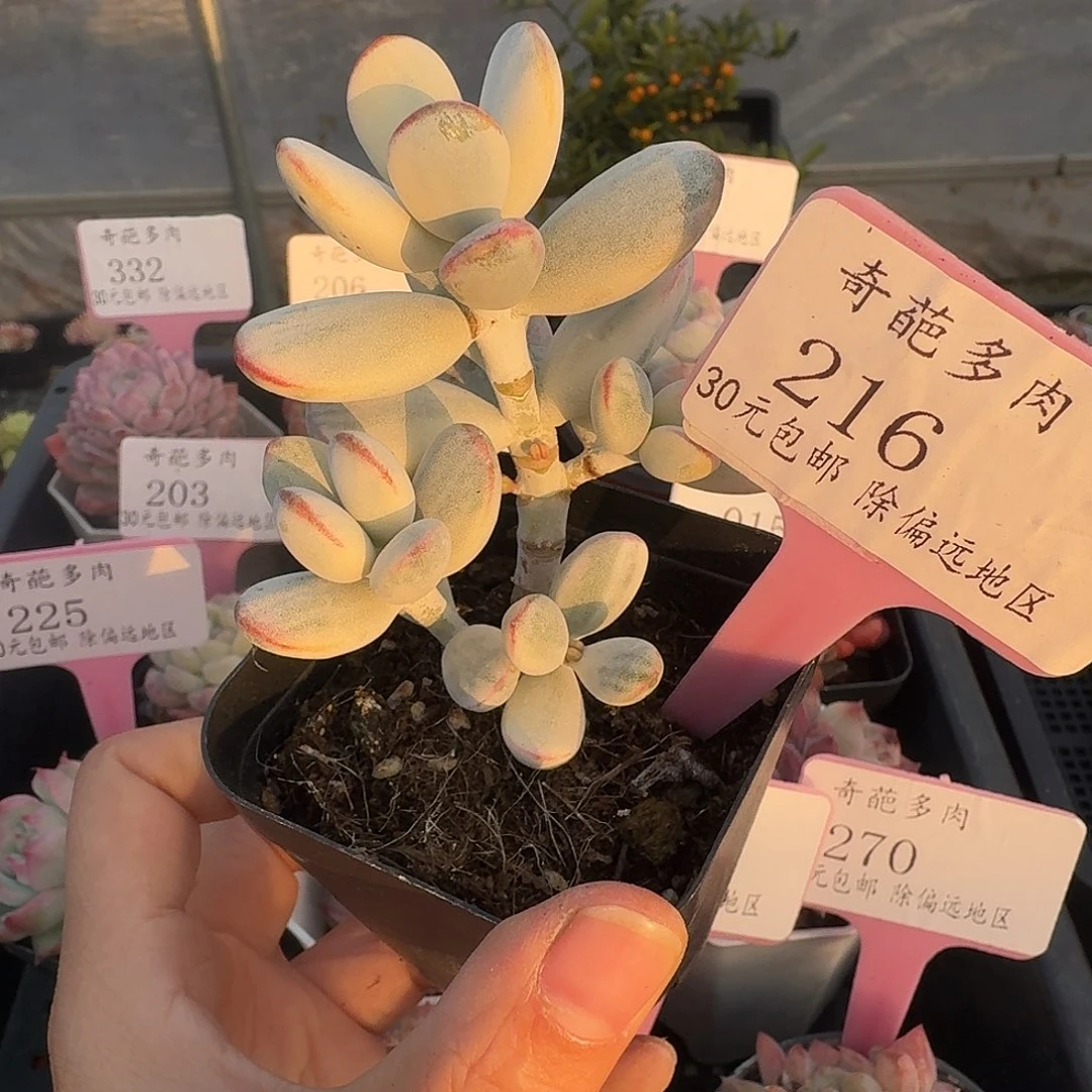 216 多肉脱土 群生不包整 30元包邮除偏远
