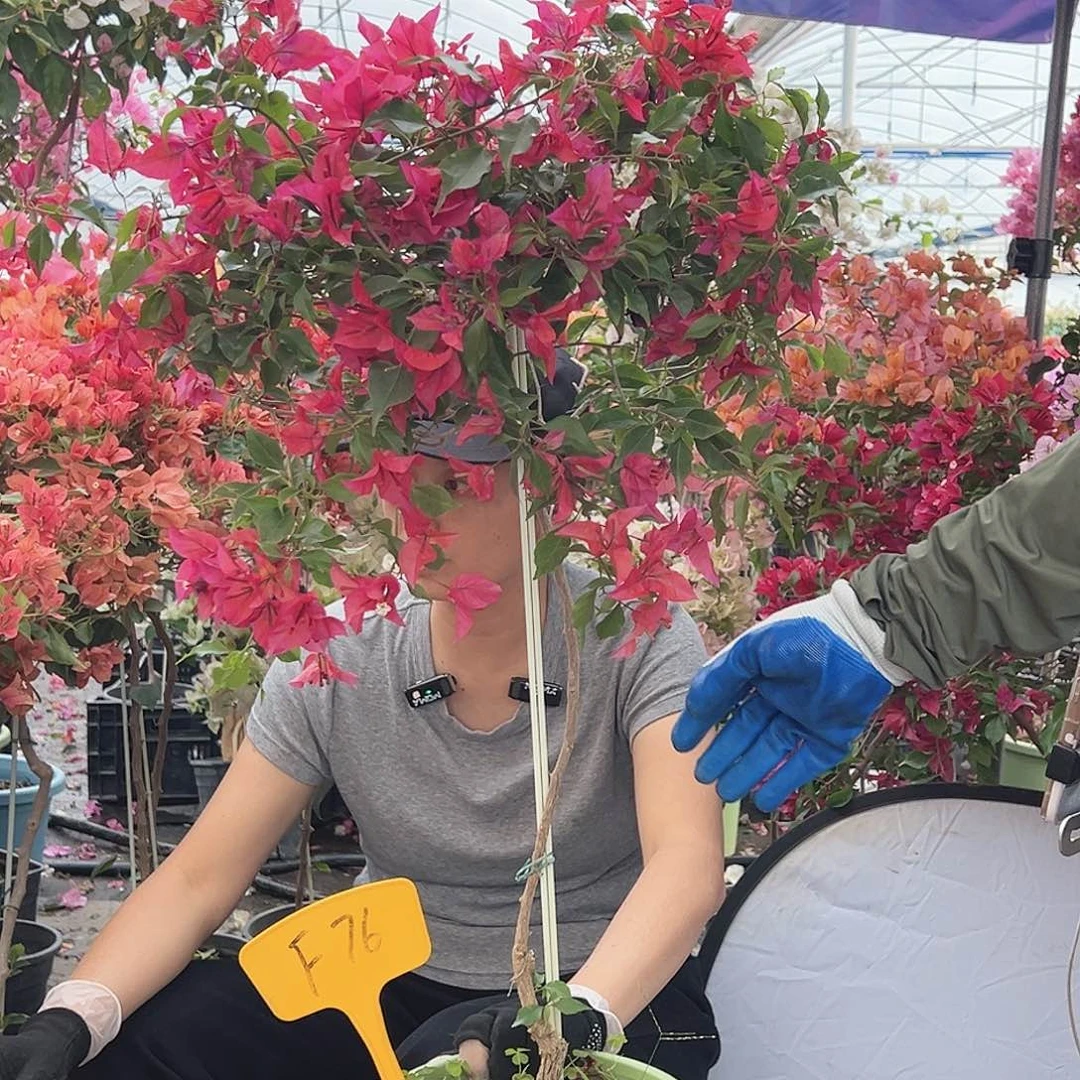 S***s大部分花苞少量开放F76紫桑巴