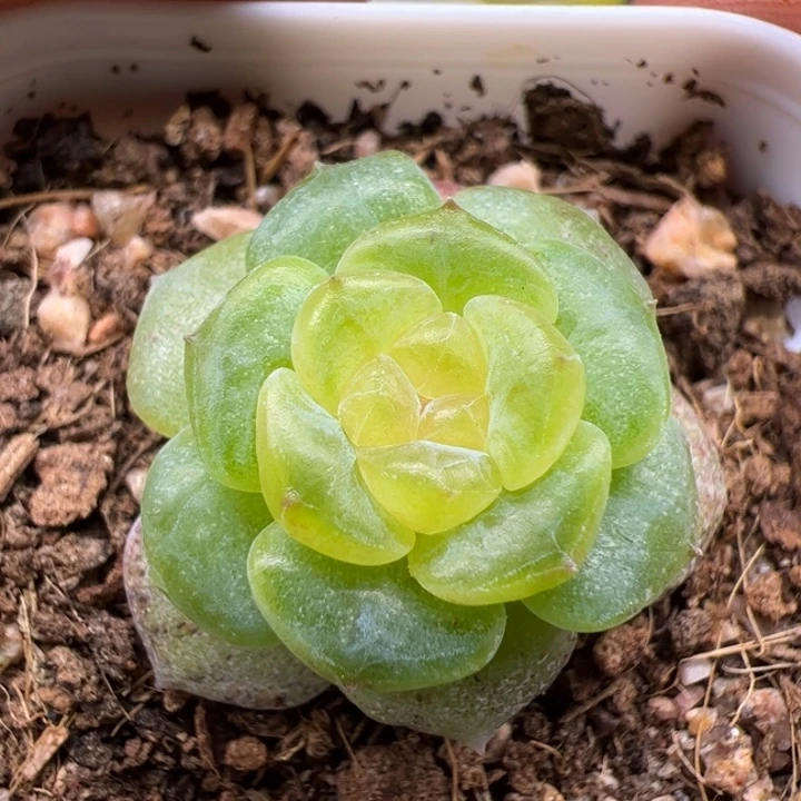 一物一拍精品糖心多肉植物，秋白