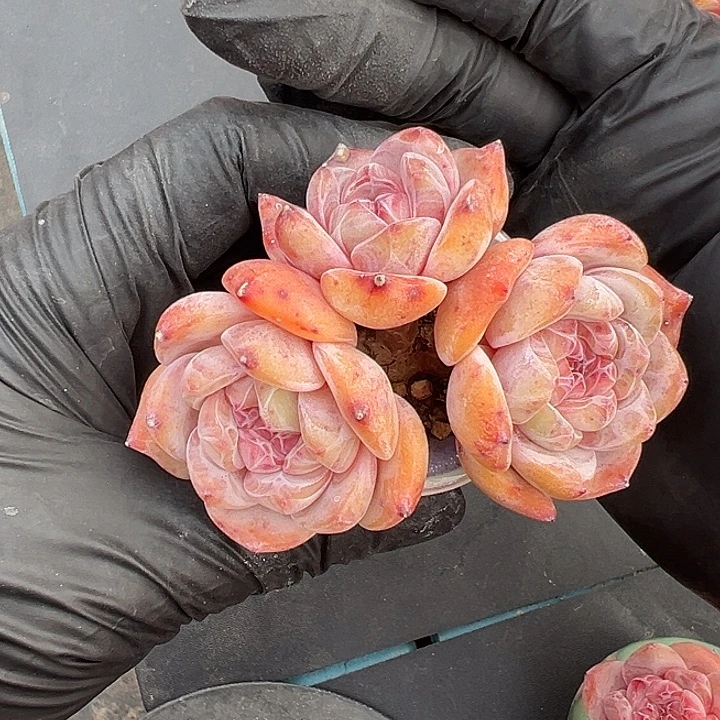 3620，三头长腿星影带盆发的