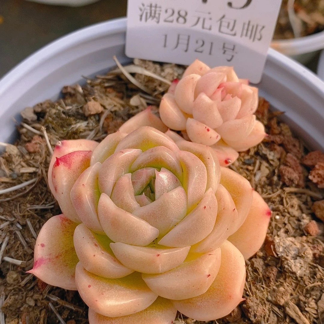 【闪购商品】云179