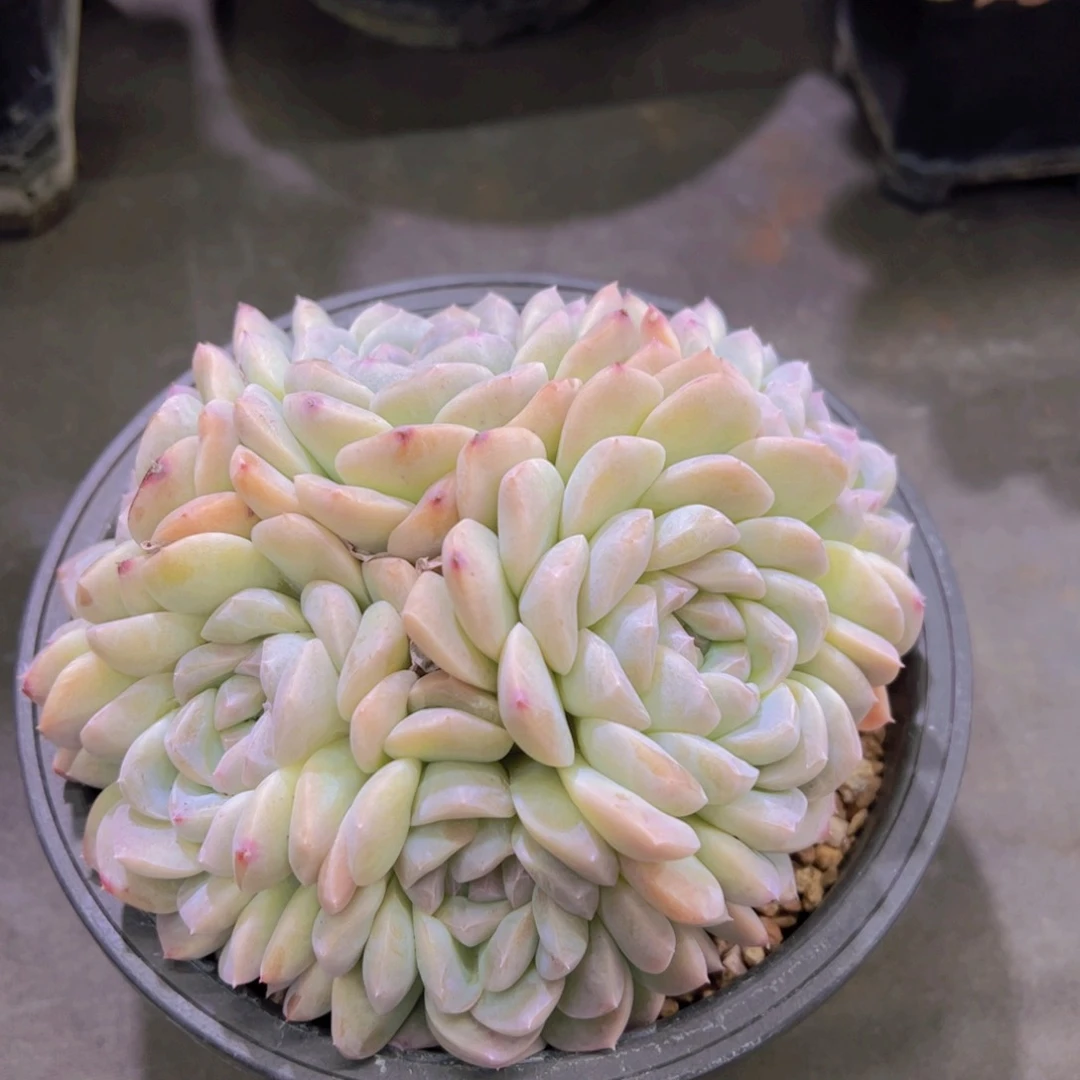 T****糖白橙，多肉植物