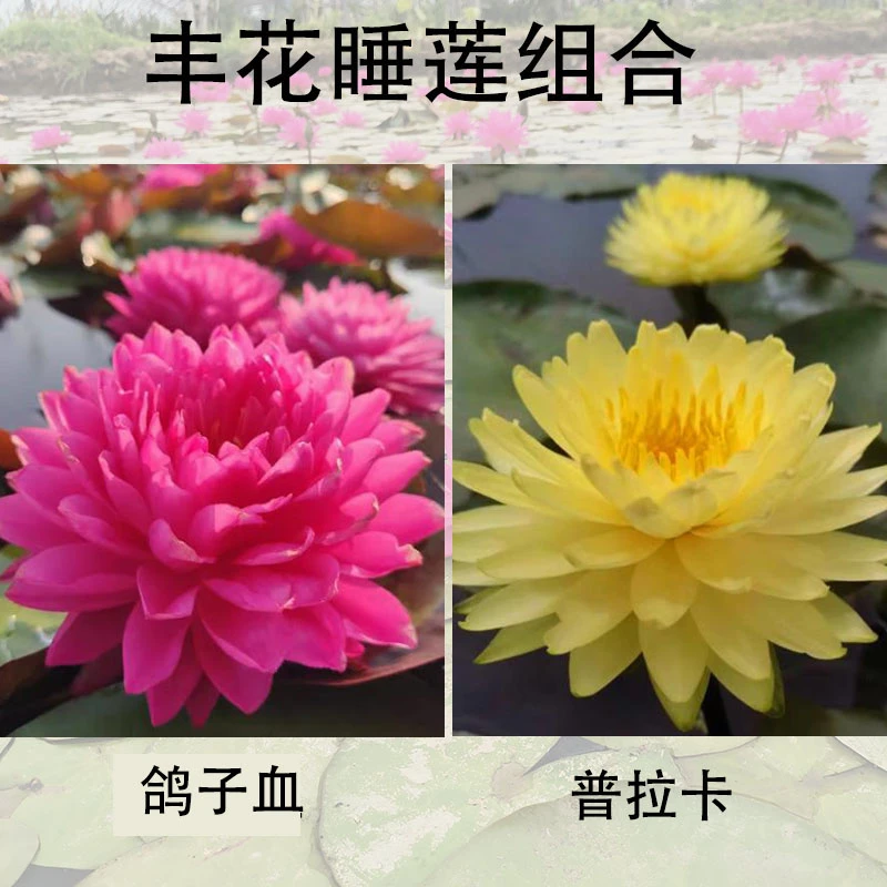 耐寒大花型睡莲【鸽子血+普拉卡】组合