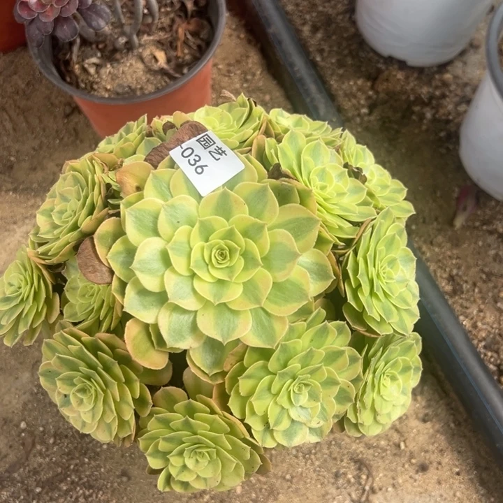 雨荷手捧多肉植物036