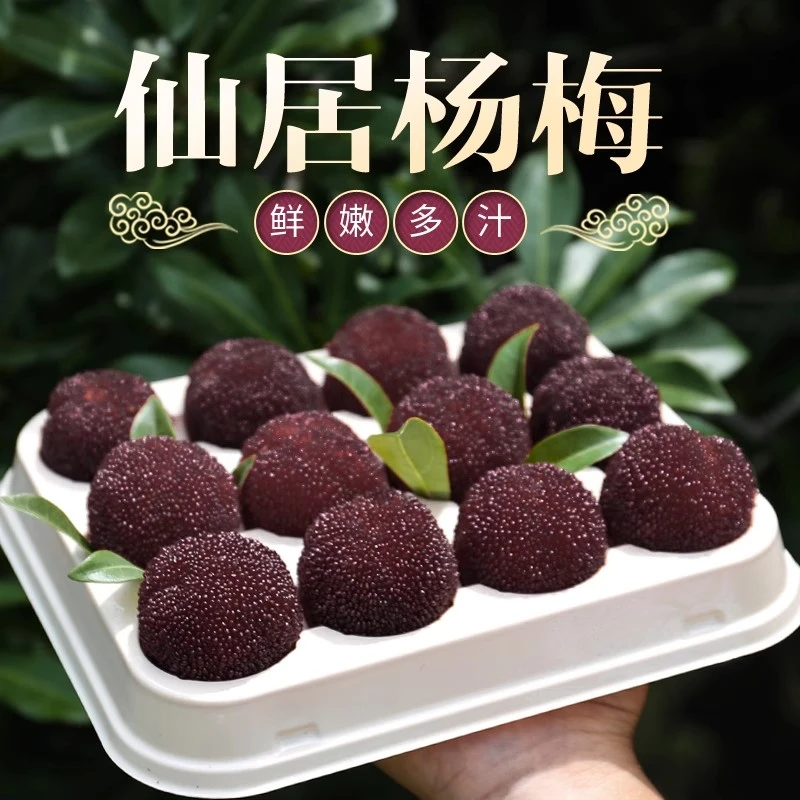 正宗浙江仙居东魁大杨梅当季水果孕妇鲜果现发礼盒顺丰批发超大果浙江省