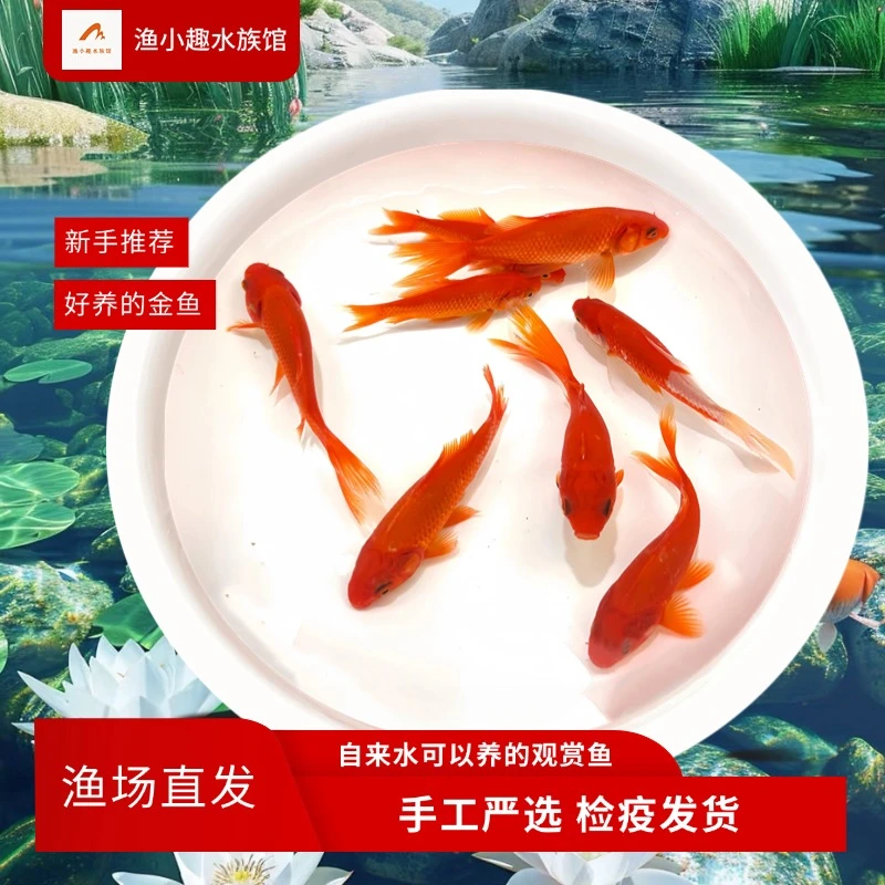 大草金懒人养小草金好养耐活冷水鱼健康活体观赏新奇宠物小金鱼
