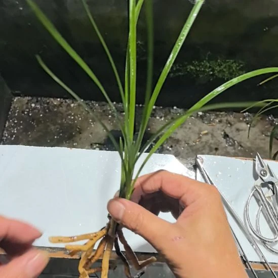 完全开放华光溢彩三个新苗