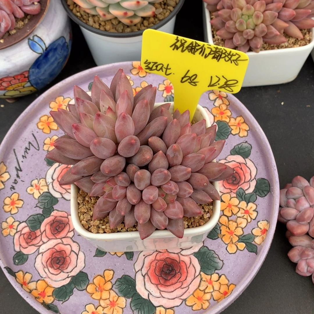 祝***好我们家的小姐姐们