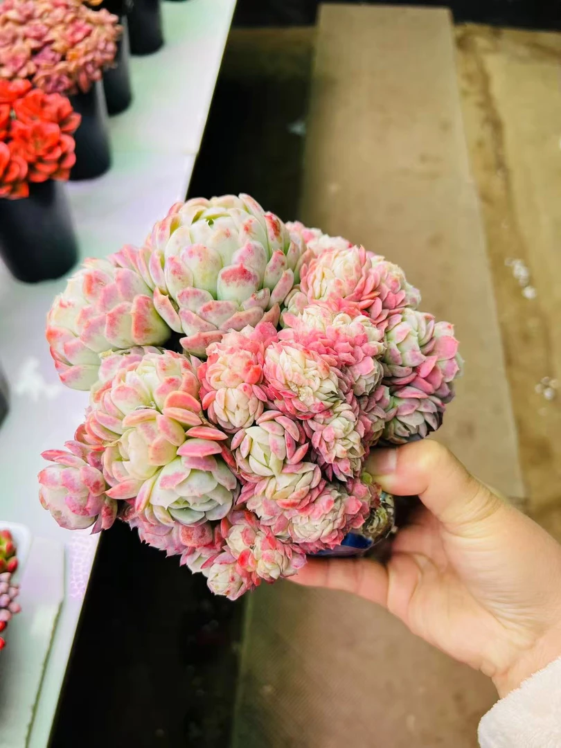 香水贝瑞朵朵缀带盆带土耐晒耐冻净化空气新手好养