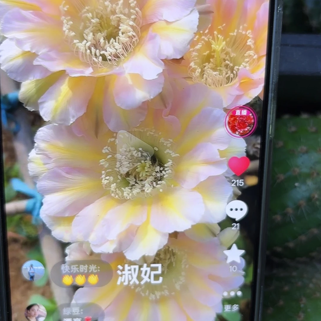 淑妃彩45公分侧牙20包邮45