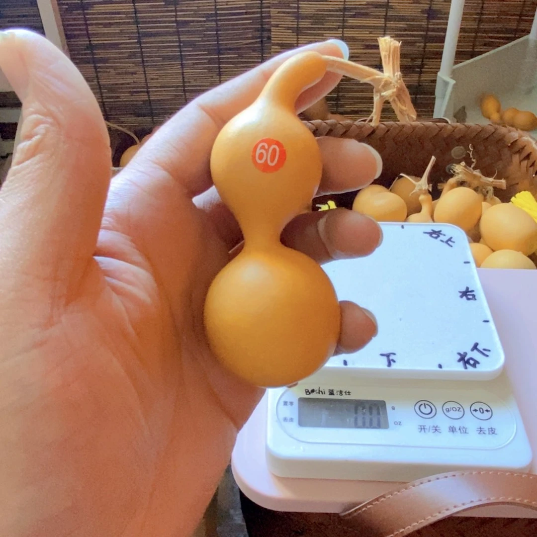 厚铁皮蚂蚁肚葫芦