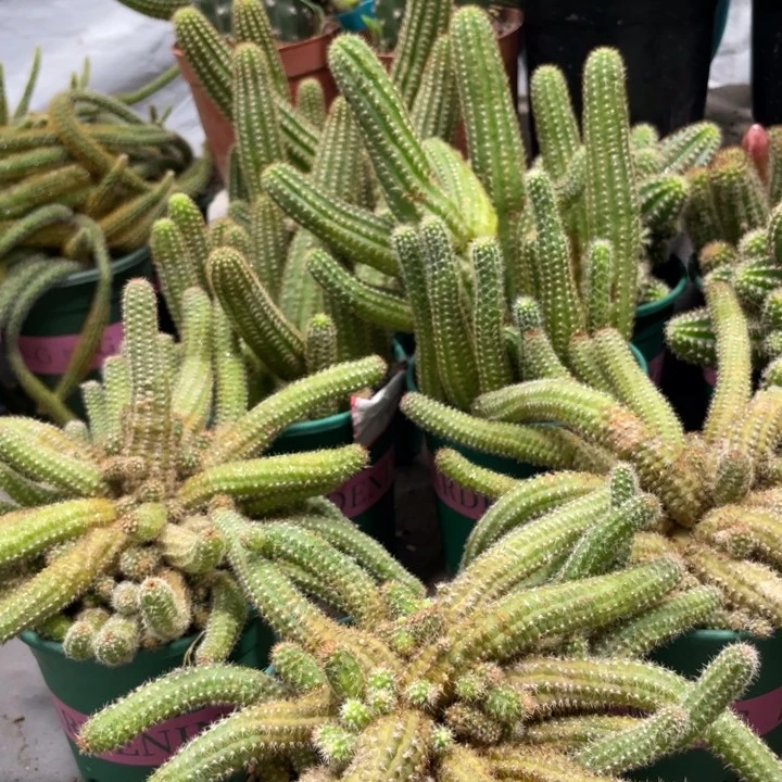 群生新品进口白檀安妮海瑟薇