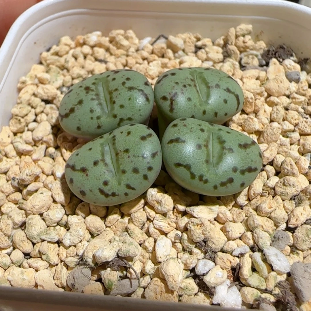 肉锥多肉植物组合-荷叶31
