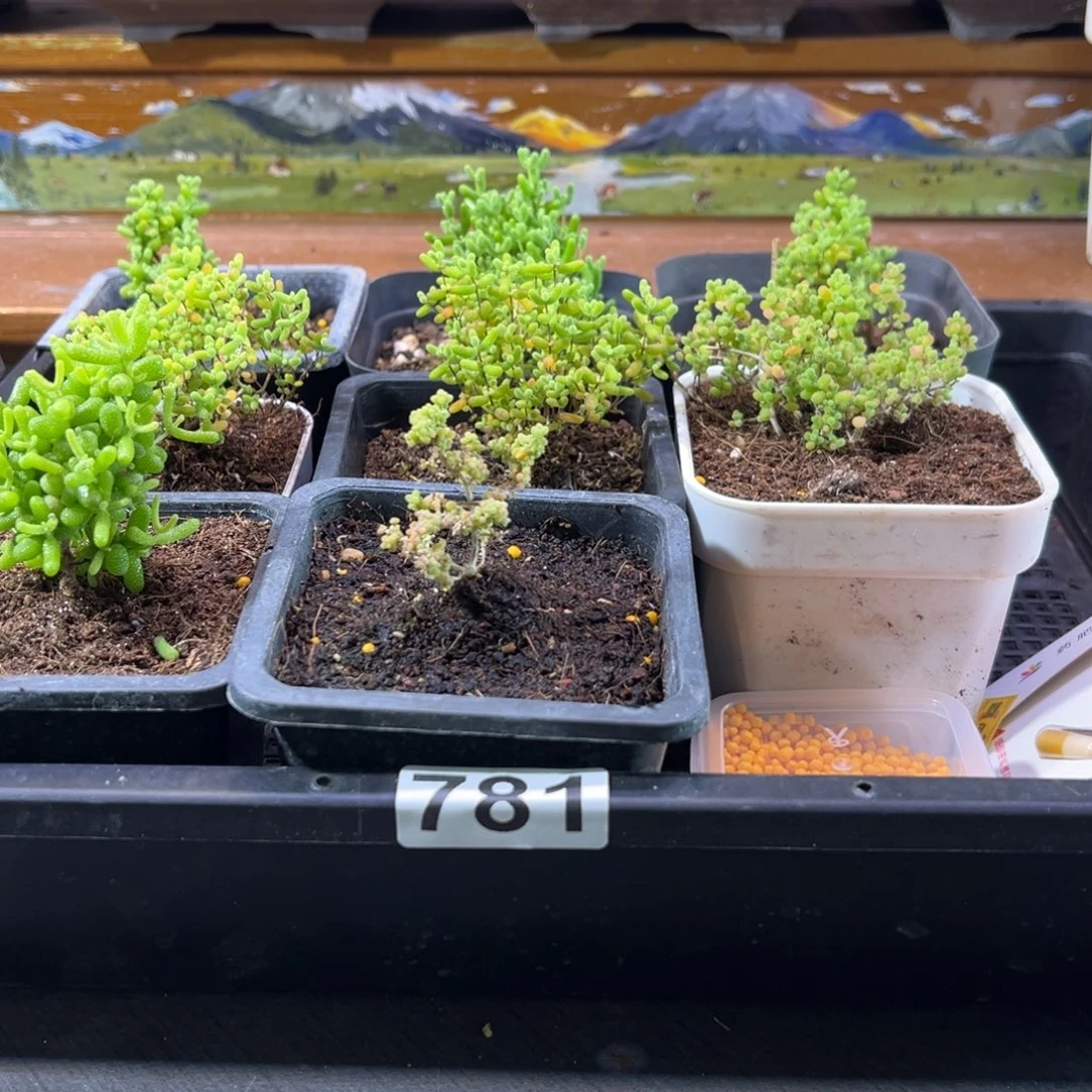 枝干番杏多肉植物781安