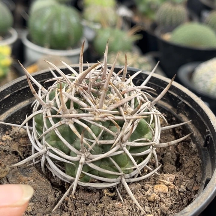 733实生精品碧岩玉一物一拍