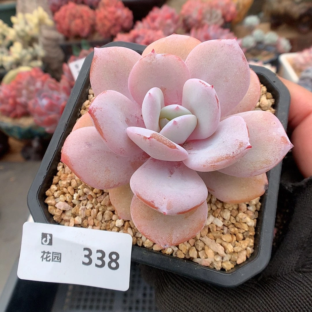 338奶茶多肉植物6666