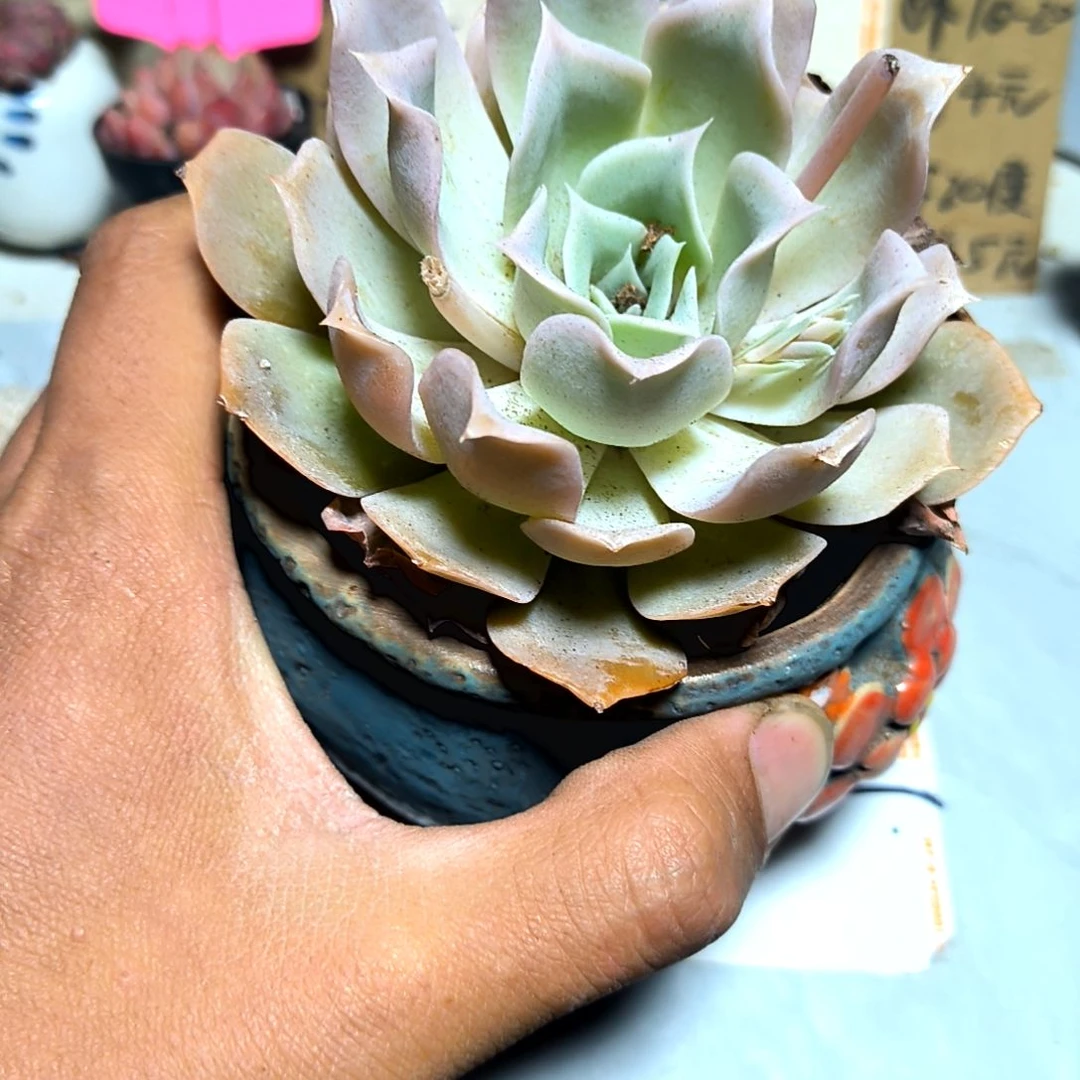 满6元包邮，大颗沙漠骆驼