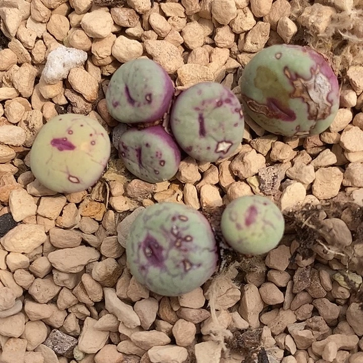 2960厚嘴唇小红嘴一组