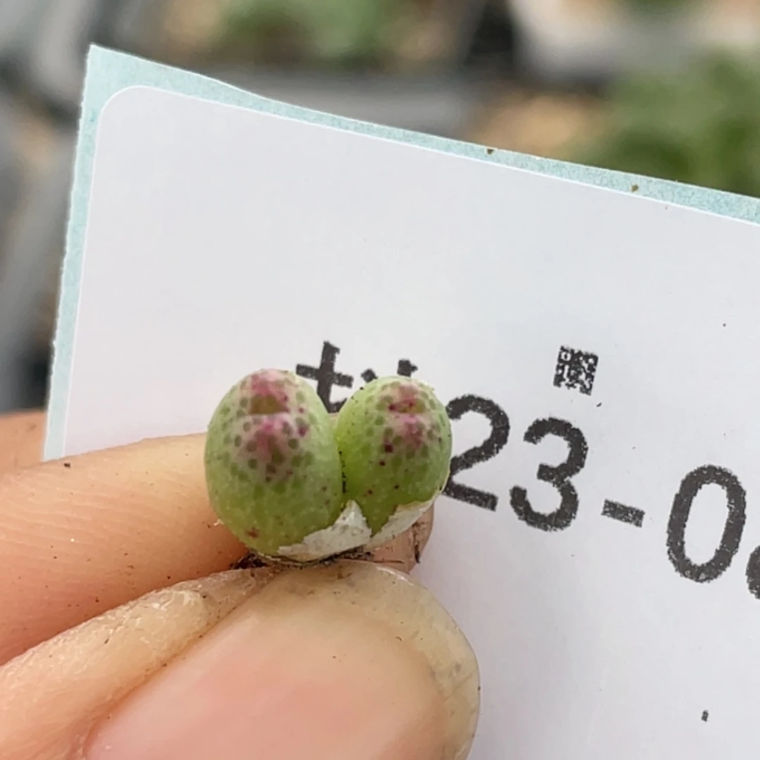23-8草莓斑马肉锥