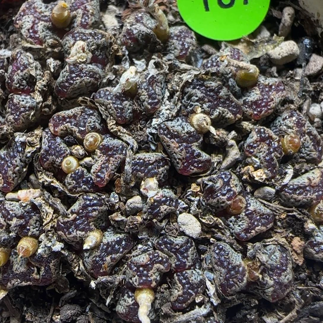 蝴蝶群多肉植物187