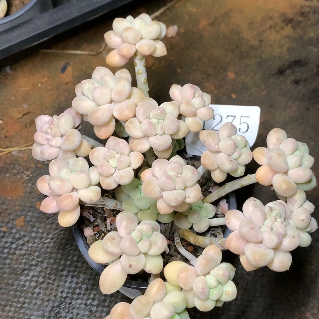 【闪购商品】云1275